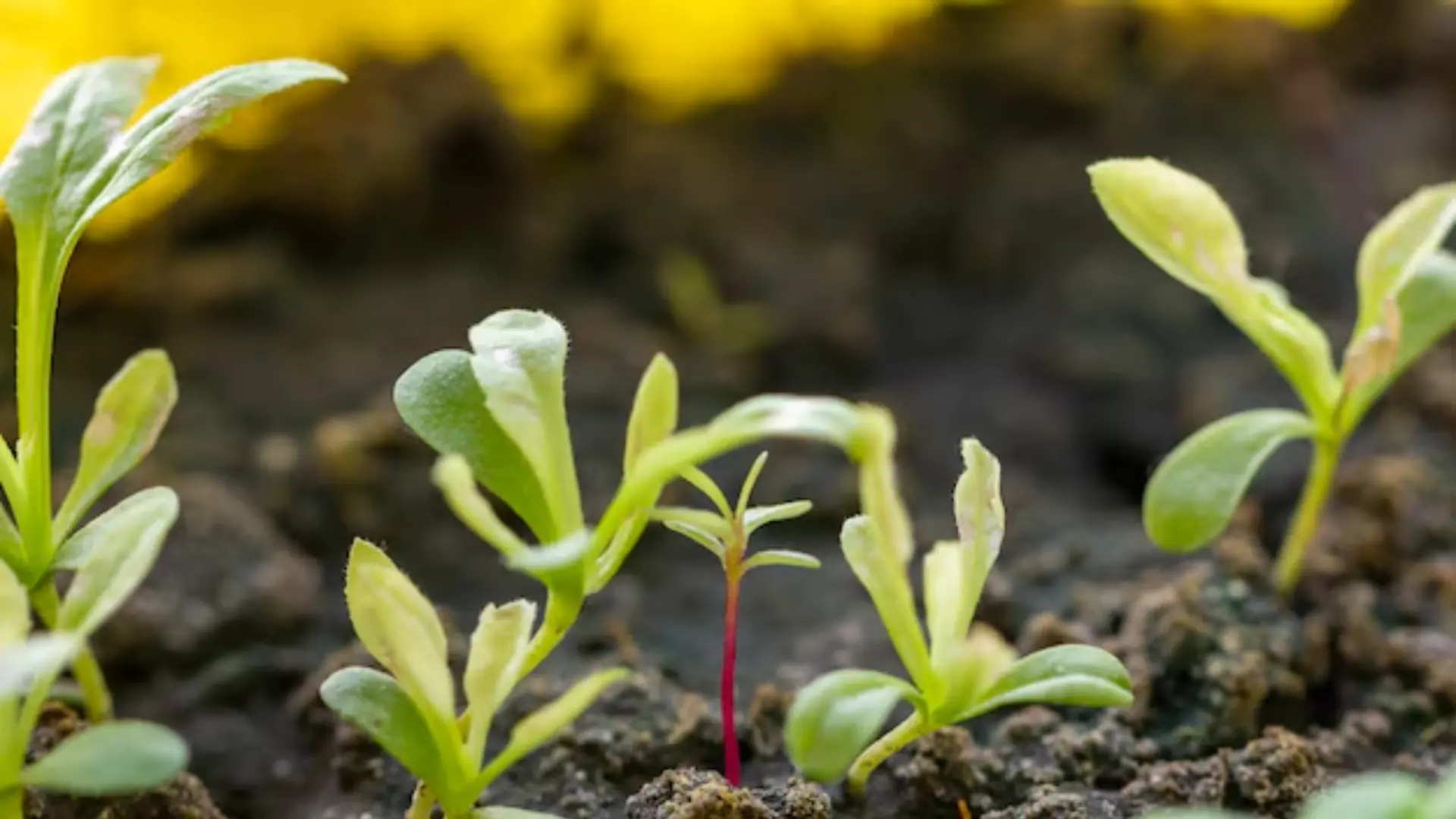 sustainable agriculture and high-yield crops