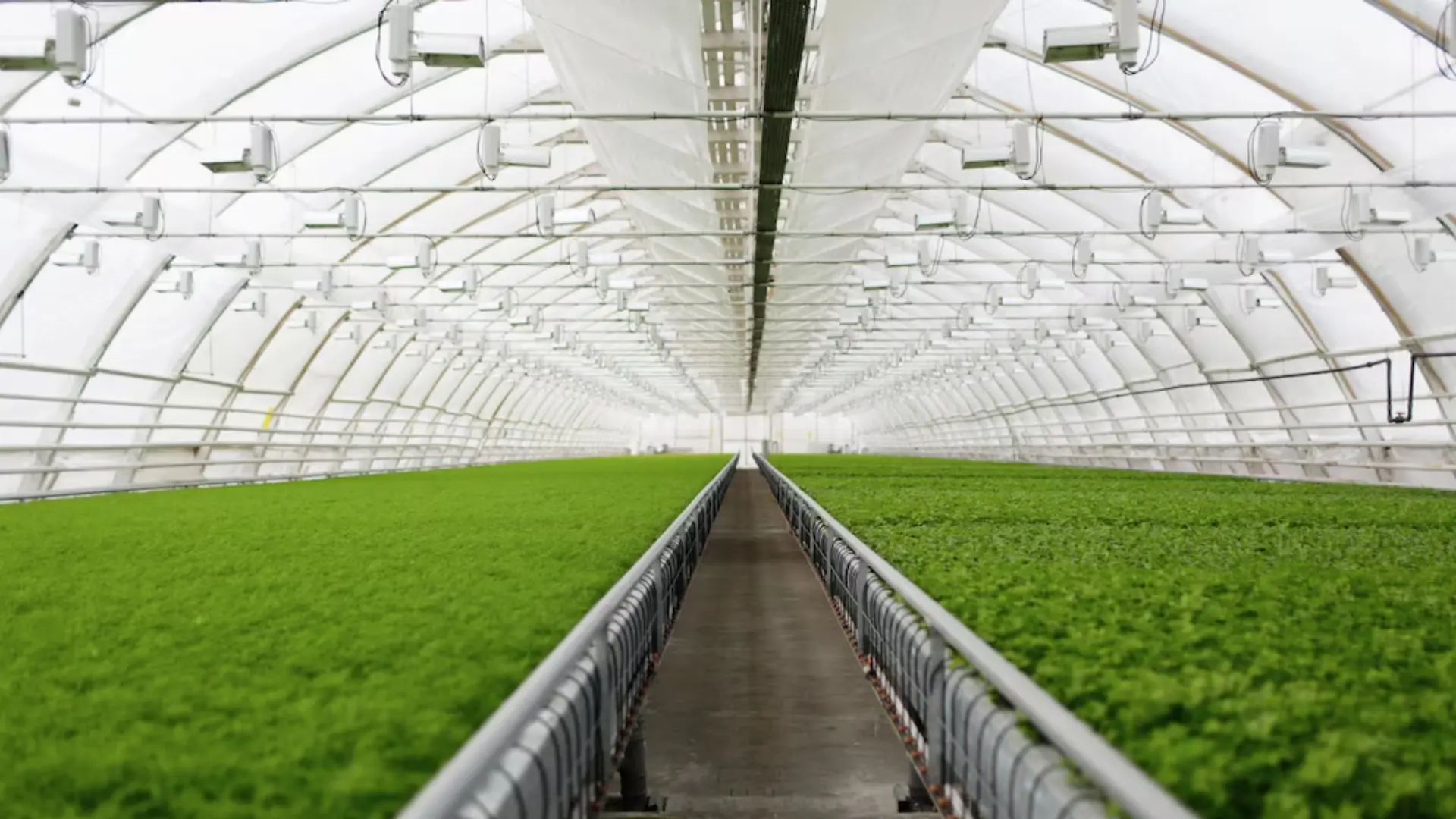 the Needs of Climate Inside a Greenhouse