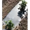 Filmorganic Black 36 Biodegradable Film 48"x5000'