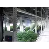 Cannabis Vertical Growing Systems for Vegetation and Flowering Rooms