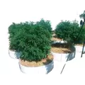 65 Gallon Grow Bag