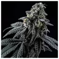 Star Pebbles - Zennetix