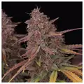 Strawberry Zkittles - Zennetix