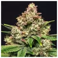 Grease Monkey - Zennetix