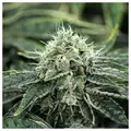 Legendary Chem - Zennetix