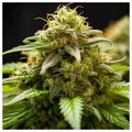 Lemon Cookies & Creme - Zennetix