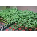 AEtrium-2.1 Vertical Cloning