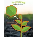Foliar Microbial Food - PhycoTerra