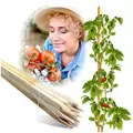 Edrich Lumber Tomato - Reforestation Stakes Pack Of 25