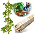 Edrich Lumber Tomato - Reforestation Stakes Pack Of 25