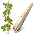 Edrich Lumber Tomato - Reforestation Stakes Pack Of 25