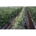 Hortomallas 6.5 Feet by 4920-Feet Professional Grade Vegetable Support Trellis Netting Roll/Scrog Net Roll, (79" x 4920' / 2m x 1500m) (mesh 5.9"x6.7" / 15cm x 17cm)
