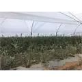 Guacamallas® 4.3m By 1500m Bird Netting Fob Hollister