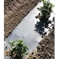 Filmorganic Black 36 Biodegradable Film 48"x5000'