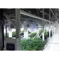Cannabis Vertical Growing Systems for Vegetation and Flowering Rooms