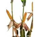 23P66 Corn Seed Hybrid - 55lb Bag