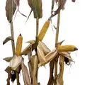 24P02 Corn Seed Hybrid - 55lb Bag