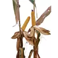 25P88 Corn Seed Hybrid - 55lb Bag