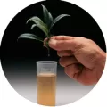 Dip’N Grow 2oz-Rooting Kit (12-pack)