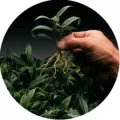 Dip’N Grow 2oz-Rooting Kit (12-pack)