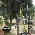 TMO-Pro Telescoping Tree Support And Protection