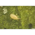 Californiline - 200 Mini Sachet - 25000 Individuals