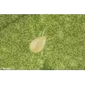 Starskii - 250000 Individuals - 5LBag