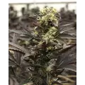 GOVERN MINT OASISGOVERN MINT OASIS