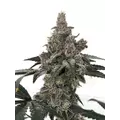 GOVERN MINT OASIS