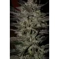 GREEN APPLE GAS