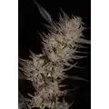 GREEN APPLE GAS
