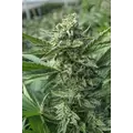 GREEN APPLE GAS
