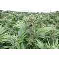 GREEN APPLE GAS