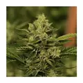 LEGEND OG Crinkle Cut