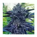 PEANUT BUTTER BREATH