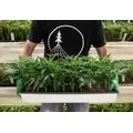 LEGEND OG (Crinkle Cut)