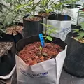 1 Gal Magic Pot Coco Coir Polybag Open Top 12 Blocks/Pack - The Protector