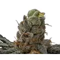 Acai Diesel - Trilogene Seeds