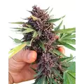 Auto Glu - Trilogene Seeds