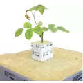 CP S40 Propagation Cube - Upuper Rockwool