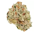 Socrates Sour - Trilogene Seeds