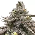 Sour Bremix 3n Triploid - Trilogene Seeds
