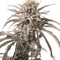 Auto EZ Bake - Trilogene Seeds