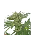 Latte Lato - Trilogene Seeds