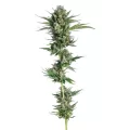 Honeycomb Chem - Trilogene Seeds