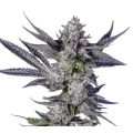Sun Run - Trilogene Seeds