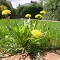 LESCO Three-Way Broadleaf Liquid Weed Control