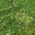 LESCO Three-Way Broadleaf Liquid Weed Control