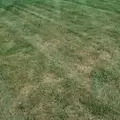 3336F Fungicide