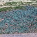 Seed Aide Cover Grow | Water Retaining Seed Starting Mulch